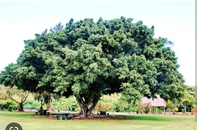 नांदरूख एक विलोभनीय वडवर्गीय (Indian ficus) वृक्ष